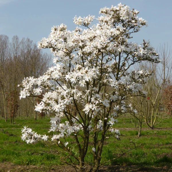 Magnolia stellata &ndash; Magnoliaceae