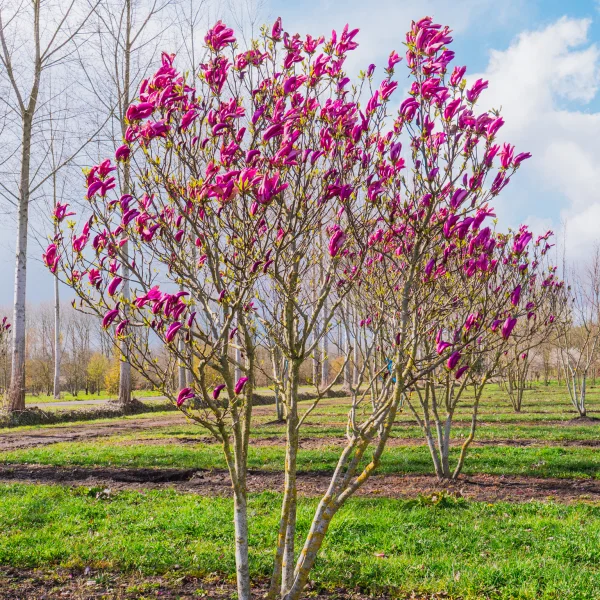 Magnolia 'Susan' &ndash; Magnoliaceae