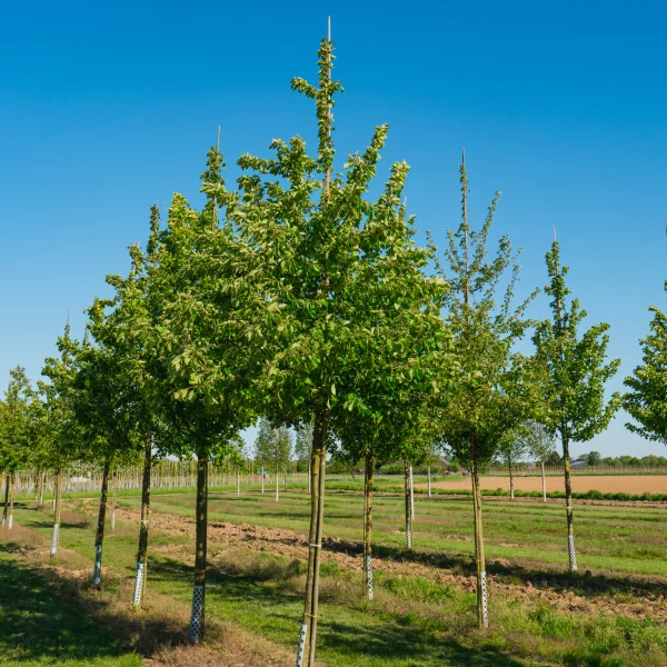 Malus sylvestris &ndash; Rosaceae