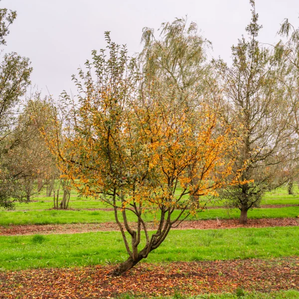 Malus toringo 'Brouwers Beauty' &ndash; Rosaceae