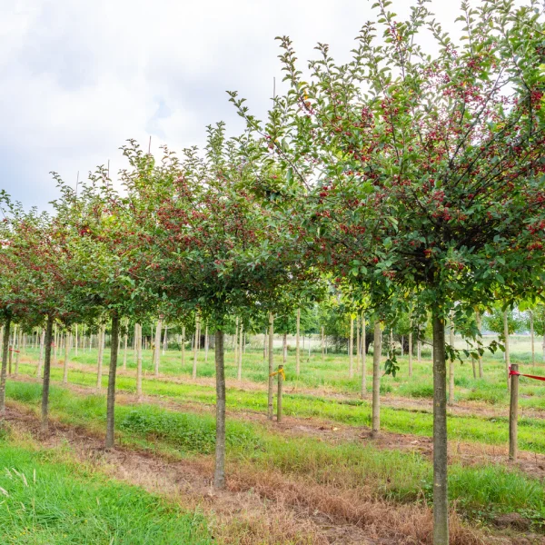 Malus toringo 'Sargent's Elegant' &ndash; Rosaceae