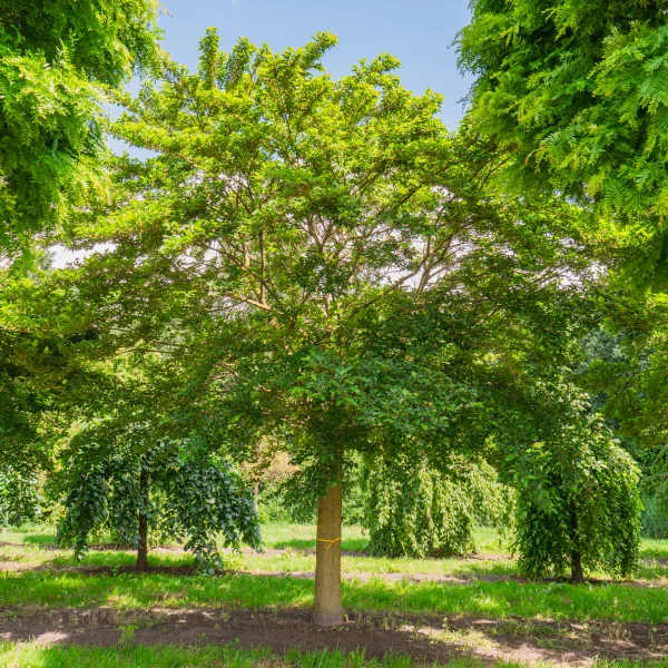 Morus alba 'Nana Issai' &ndash; Moraceae