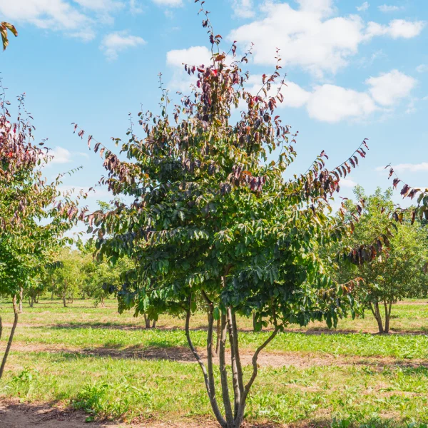 Parrotia persica 'Bella' &ndash; Hamamelidaceae