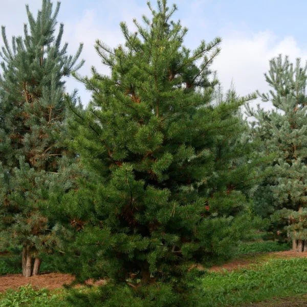 Pinus banksiana &ndash; Pinaceae