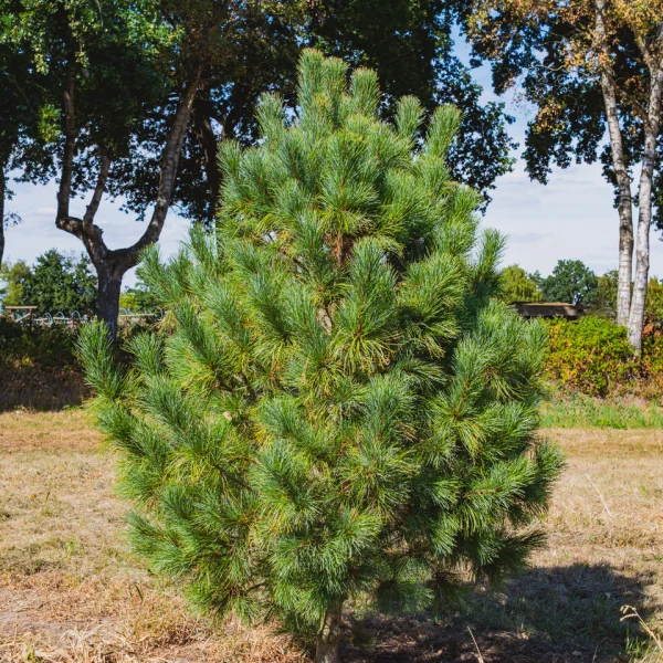 Pinus cembra &ndash; Pinaceae