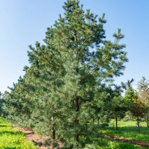 Pinus flexilis 'Vanderwolf's Pyramid' &ndash; Pinaceae