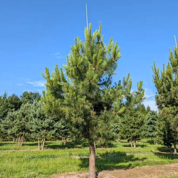 Pinus pinaster &ndash; Pinaceae