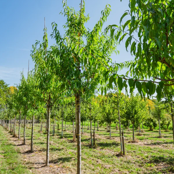 Prunus dulcis &ndash; Rosaceae