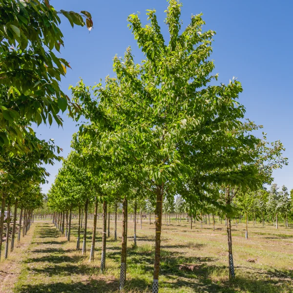 Prunus maackii &ndash; Rosaceae