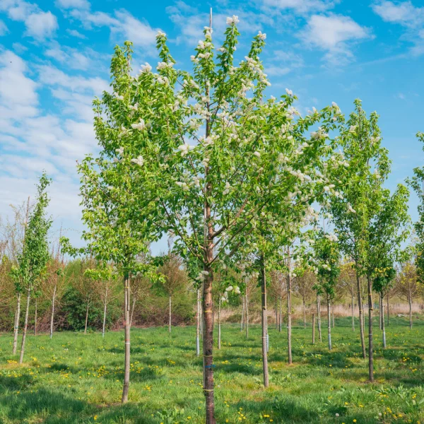 Prunus maackii 'Amber Beauty' &ndash; Rosaceae