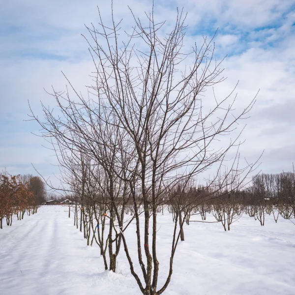Prunus 'Mahogany Lustre' &ndash; Rosaceae
