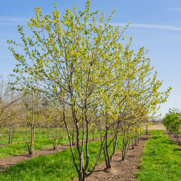 Prunus 'Mahogany Lustre' &ndash; Rosaceae
