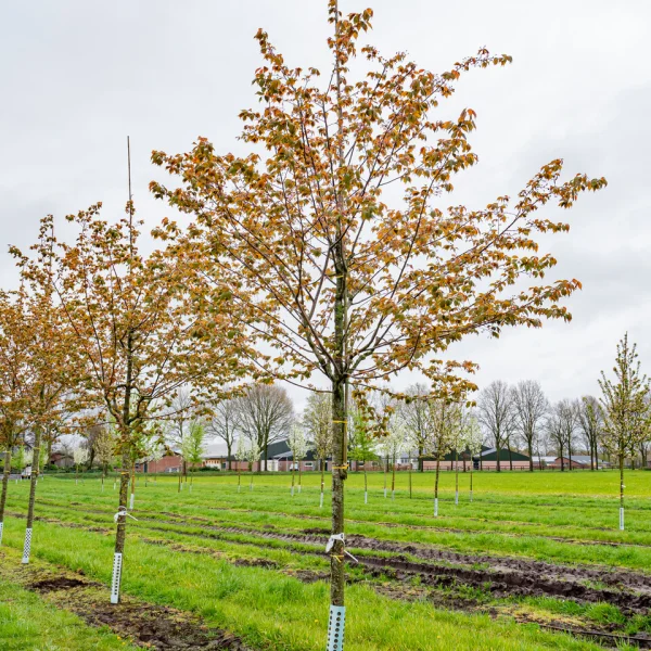 Prunus sargentii 'Charles Sargent' &ndash; Rosaceae
