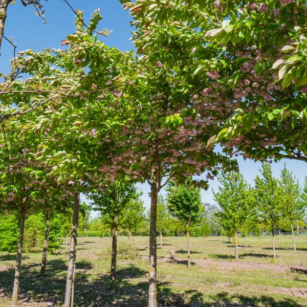 Prunus serrulata 'Fugenzo' &ndash; Rosaceae