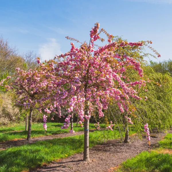 Prunus 'Kiku-shidare-zakura' &ndash; Rosaceae