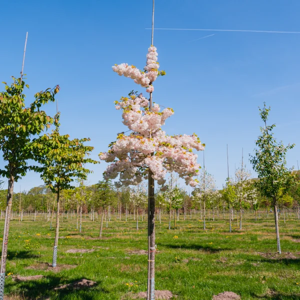 Prunus serrulata 'Shôgetsu' &ndash; Rosaceae
