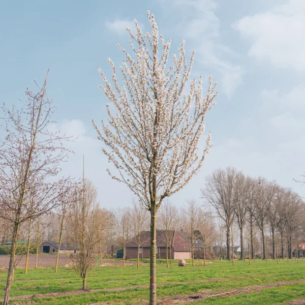Prunus 'Umineko' &ndash; Rosaceae