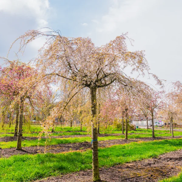 Prunus ×subhirtella 'Pendula' &ndash; Rosaceae