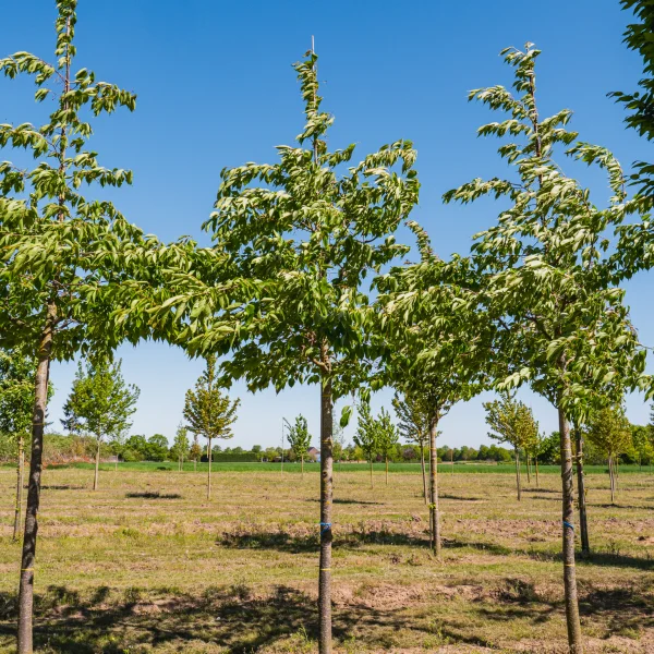 Prunus serrulata 'Shirotae' &ndash; Rosaceae