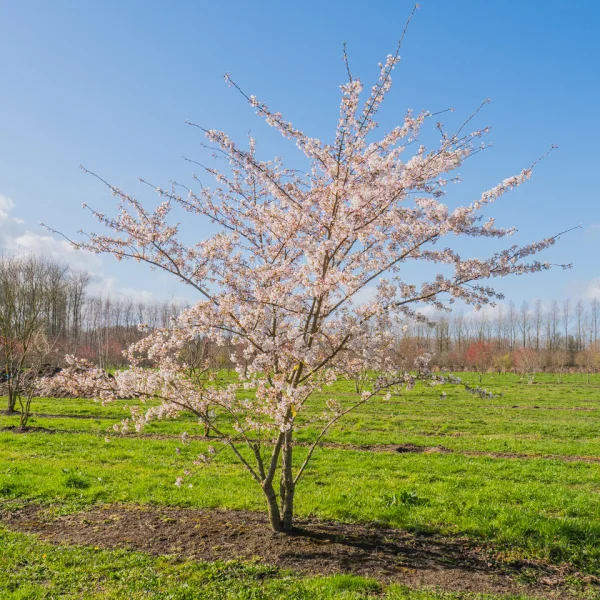 Prunus ×yedoensis &ndash; Rosaceae