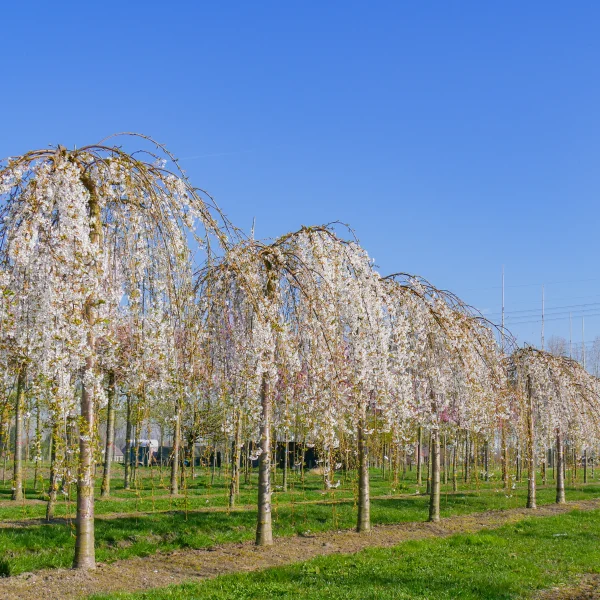 Prunus ×yedoensis 'Shidare-yoshino' &ndash; Rosaceae