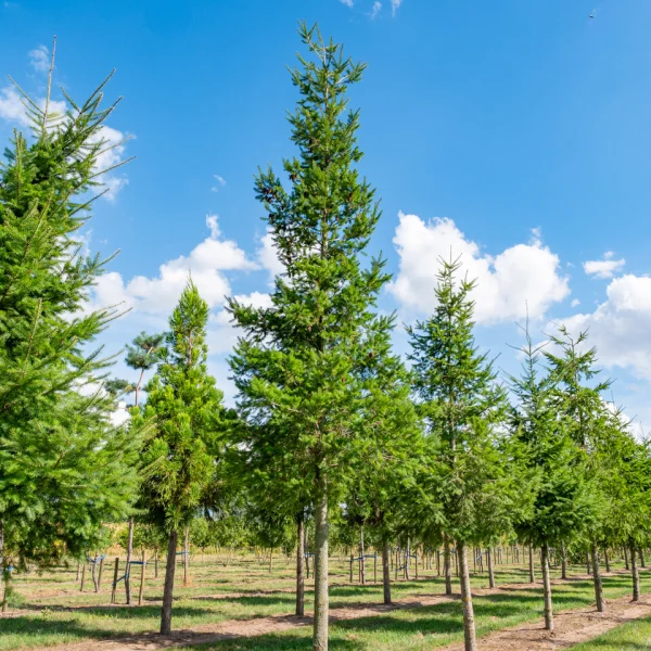 Pseudotsuga menziesii &ndash; Pinaceae