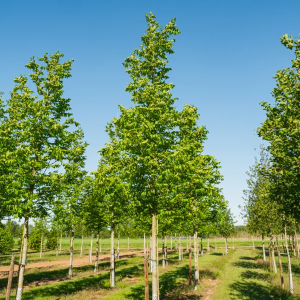 Pterocarya fraxinifolia 'Heereplein' &ndash; Juglandaceae