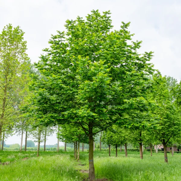 Pterocarya fraxinifolia &ndash; Juglandaceae