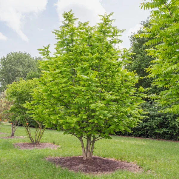 Pterocarya stenoptera &ndash; Juglandaceae