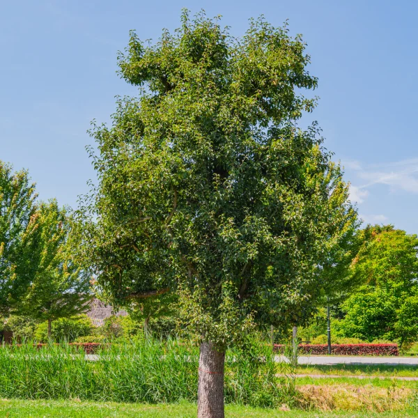 Pyrus communis 'Charneux' &ndash; Rosaceae