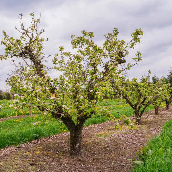 Pyrus communis 'Conference' &ndash; Rosaceae