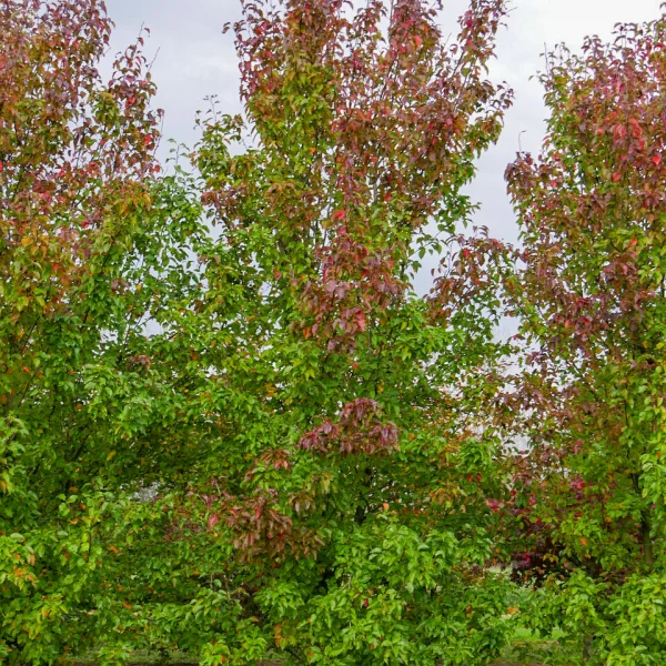 Pyrus calleryana 'Redspire' &ndash; Rosaceae