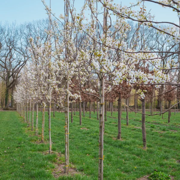 Pyrus sinkiangensis &ndash; Rosaceae