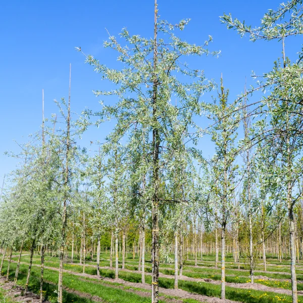 Pyrus salicifolia 'Pendula' &ndash; Rosaceae