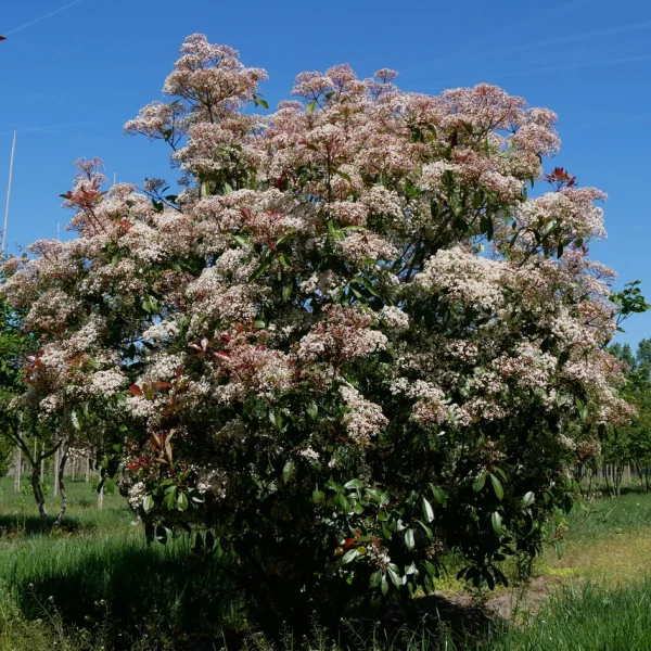 Photinia ×fraseri 'Red Robin' – Rosaceae