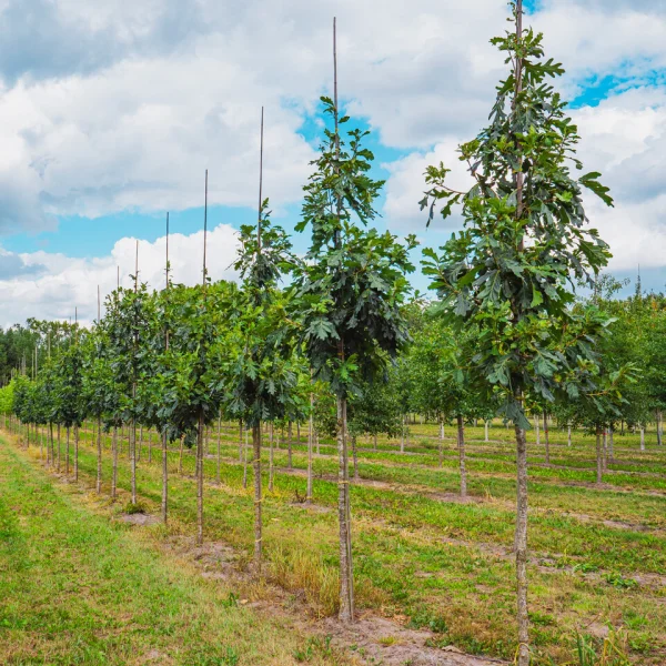 Quercus alba 'Clara' &ndash; Fagaceae
