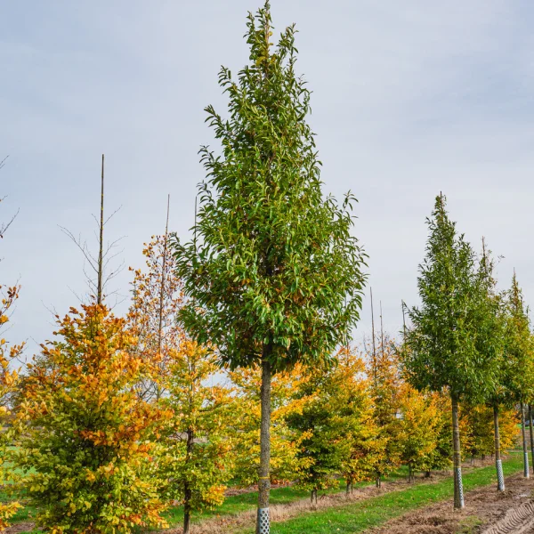 Quercus acutissima &ndash; Fagaceae