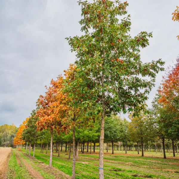 Quercus alba &ndash; Fagaceae