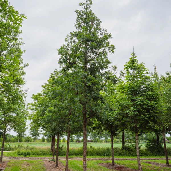 Quercus alba 'Longigemma' &ndash; Fagaceae