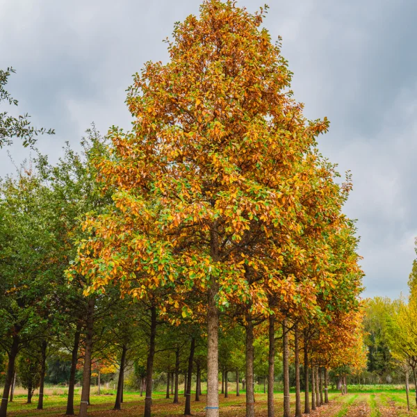Quercus bicolor &ndash; Fagaceae