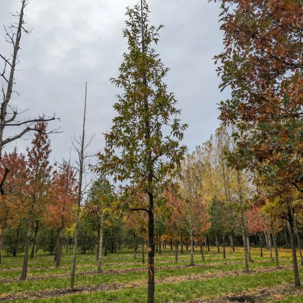 Quercus castaneifolia &ndash; Fagaceae