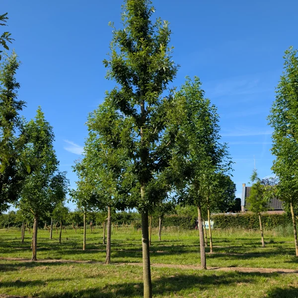 Quercus cerris 'Marvellous' &ndash; Fagaceae