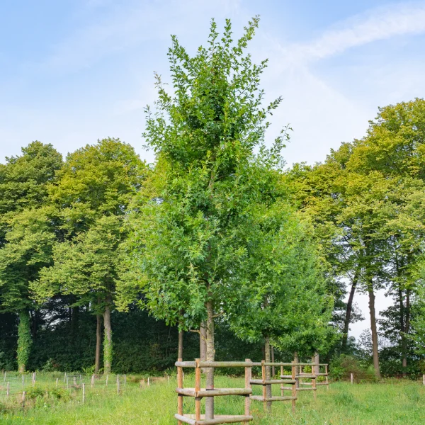 Quercus coccinea 'Splendens' &ndash; Fagaceae