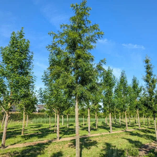 Quercus cerris 'Summer Veil' &ndash; Fagaceae