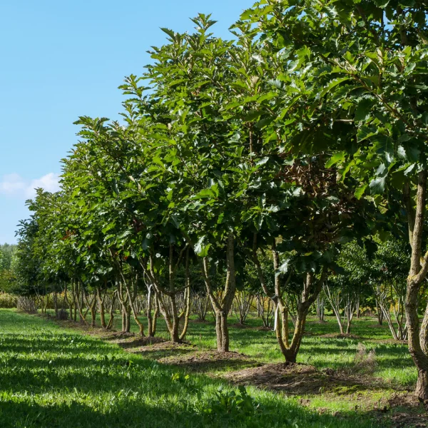 Quercus dentata 'Carl Ferris Miller' &ndash; Fagaceae