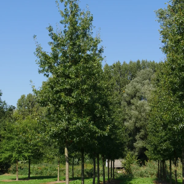 Quercus ellipsoidalis 'Hemelrijk' &ndash; Fagaceae