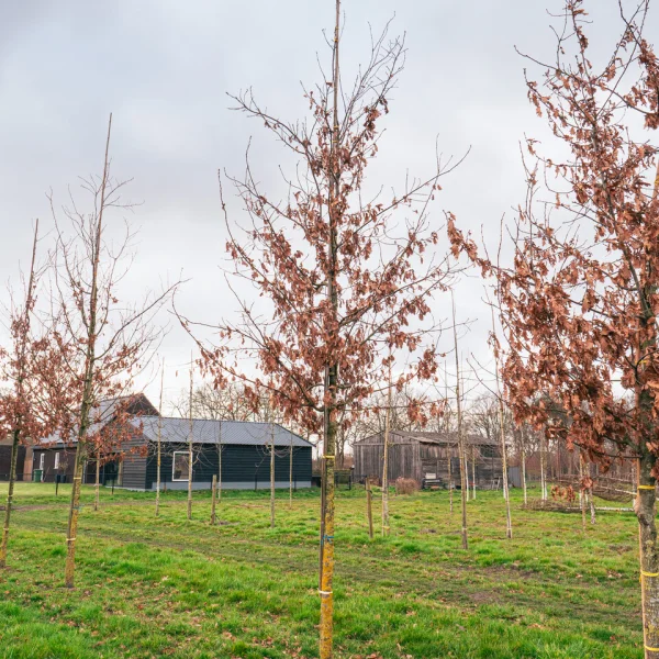 Quercus 'Garden Brilliant' &ndash; Fagaceae