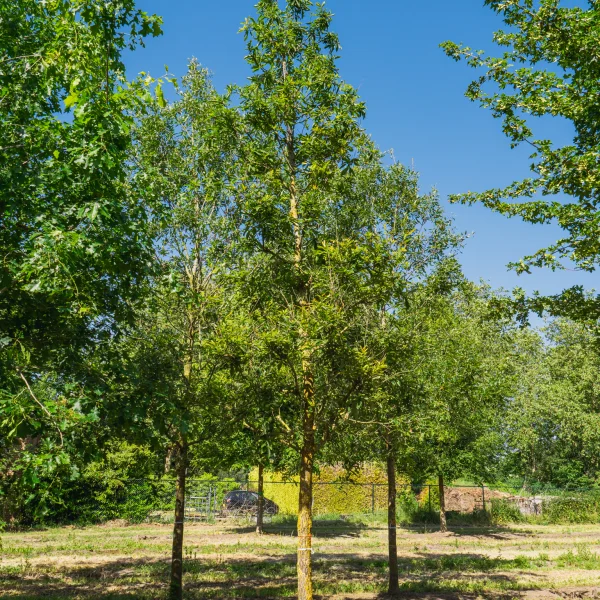 Quercus glandulifera &ndash; Fagaceae