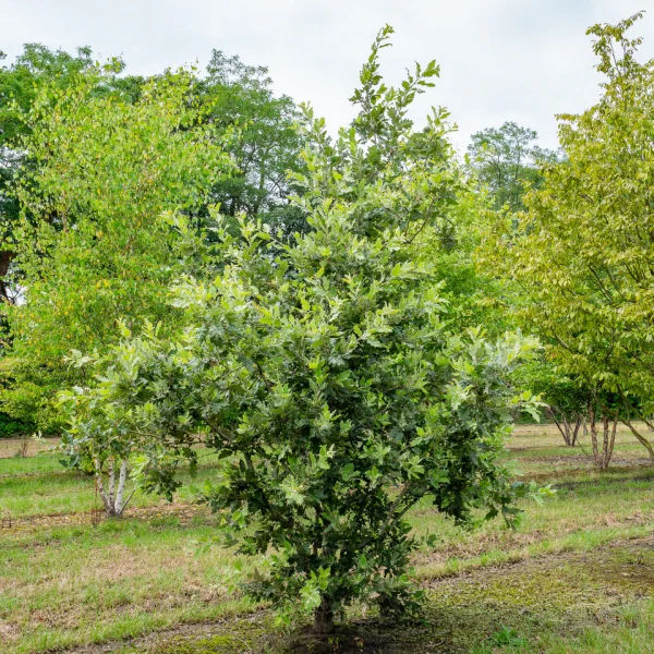 Quercus ithaburensis 'Hemelrijk Silver' &ndash; Fagaceae