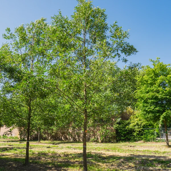 Quercus libani 'Angustfolia' &ndash; Fagaceae